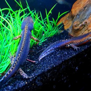 Alpine Newt Set-up (Ichthyosaura alpestris) 2 Males