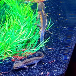 Alpine Newt Set-up (Ichthyosaura alpestris) Male and Female