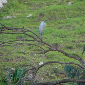 A Little egret near the King Talal Dam