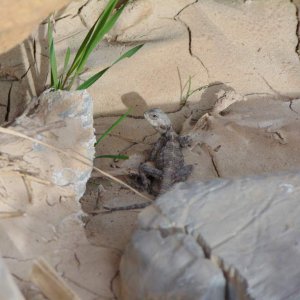 A juvenile Starred agama near the King Talal Dam