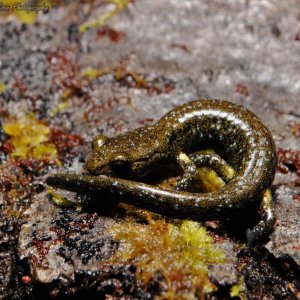 Aneides flavipunctatus flavipunctats juvenile