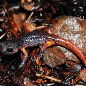 Ensatina eschschooltzii oregonensis/xanthoptica hybrid juvenile