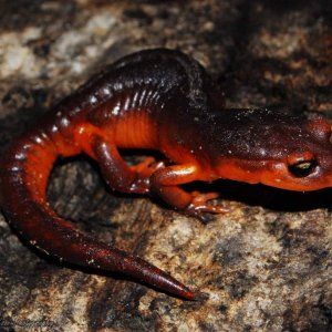 Female Ensatina eschscholtzii xanthoptica