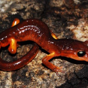 Male Ensatina eschscholtzii xanthoptica