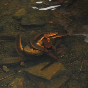 Taricha granulosa mating ball