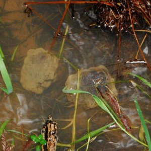 Ambystoma gracile egg masses