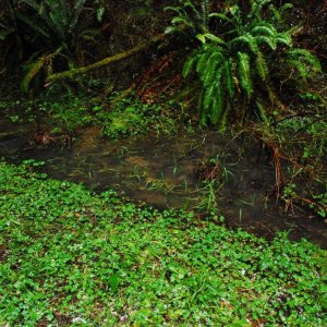 Ambystoma gracile breeding habitat