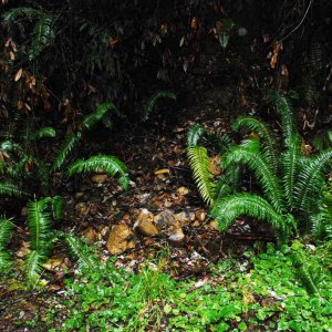 Plethodon elongatus habitat