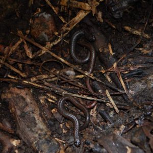 Three Batrachoseps attenuatus and a scorpion under one rock!