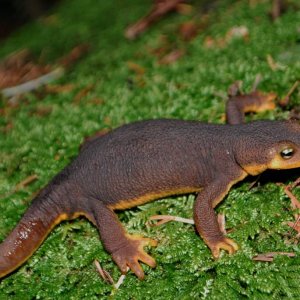 Taricha torosa female