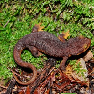 Taricha torosa juvenile