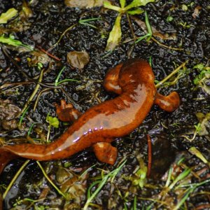 Taricha granulosa abberant male