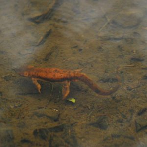 Taricha granulosa abberant male