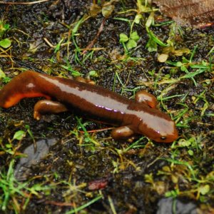 Taricha granulosa male with half a tail