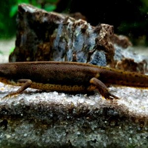 My Eastern Red Spotted Newts (Notophthalmus viridescens) My Big Daddy Male. Newt Gangrich is his name. LOL