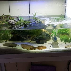 My Eastern Red Spotted Newts Setup (Notophthalmus viridescens)