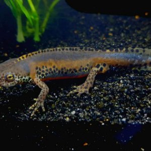 Alpine Newt (Ichthyosaura alpestris) Male