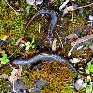 Southern Dusky Salamanders (Desmognathus auriculatus)