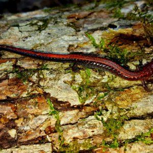 Southern red-backed salamander (Plethodon serratus)