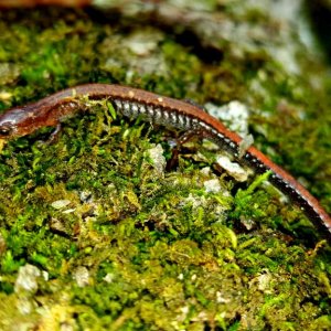 Southern red-backed salamander (Plethodon serratus)