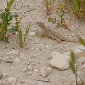 Be'er sheva fringe-toed lizard. A critically endangered species, so I am not going to say the location of the animal