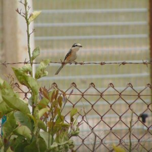 Masked shrike, (Lanius nubicus) in the same location as the Be'er sheva fringe-toed lizard