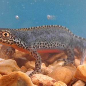 Male alpine newt