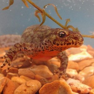 Female alpine newt