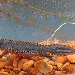 Male alpine newt