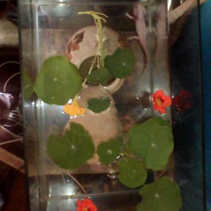 Jones Residence - Nasturtium Season (top view)