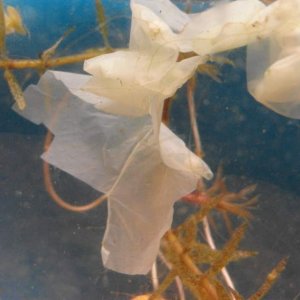 These are newt eggs laid on poly bags (strips of super market bags,cut into strips about 10mm)