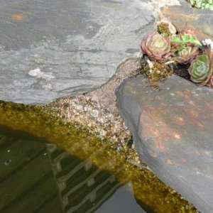 Overhanging stone edges, with gaps between so newts and other creatures can get out of pond.