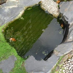 Some newts seem to like this small pond, small plants growing give a natural look.