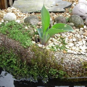 The pebble matting I use around the pond is good for mosses and other plants to grow on.