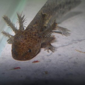 Punzel is gonna be a beautiful adult. The colours on his/her gills are starting to come through and there's a gorgeous silver blue fleck on each gill