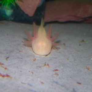 Been waiting for this beauty for a while inchabod the Albino axolotl