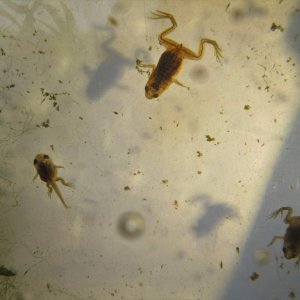 IMG 2476 adf froglets at 45 days