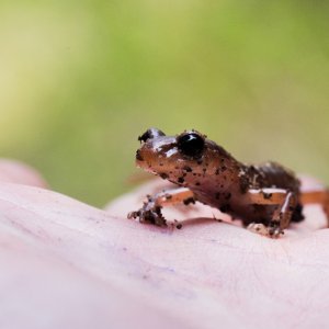 Ensatina Salamander in Coquitlam B.C. Canada