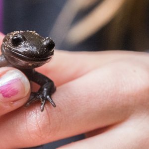 Northwestern Salamander.