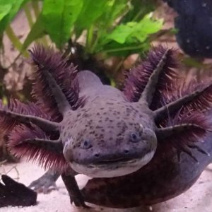 Axa - My first axolotl. Green wildtype, hatched Dec. 1, 2016. Lives with Kip in a 102 litre (~27 g) tank.