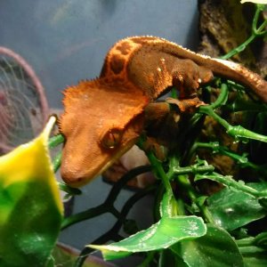 This is Oliver the crested gecko!