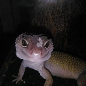 This is Del, one of my leopard geckos.