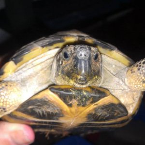 08 06 2013 Russian Tort