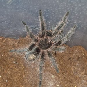 10 23 2016 crh#5 ~ one of my Chilean Roses <Grammostola rosea>