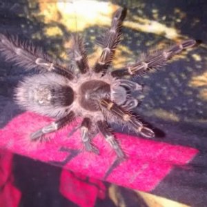 07 07 2015 Boris ~ Chaco Golden Knee <Grammostola pulchripes>