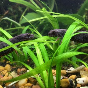 Two Danube crested newts