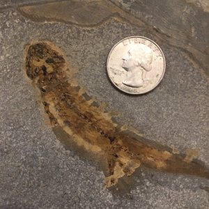 Juvenile Scelerocephalus, a caudate-like Permian temnospondyl from Germany with an American 25 cent piece for scale.