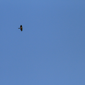 A migratory Eurasian sparrowhawk. Either a Passage migrant (Which means it only flies over the country, and stops every now and again to rest and feed