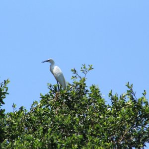 Little egret near the Dead Sea