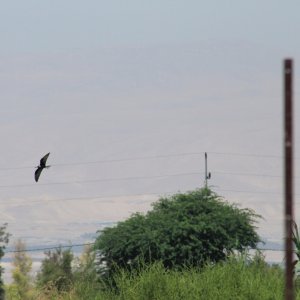 A presumably migratory White winged tern nearby to the Dead Sea. Hunting in the farmland near to it, which also give me hints onto how the migratory H